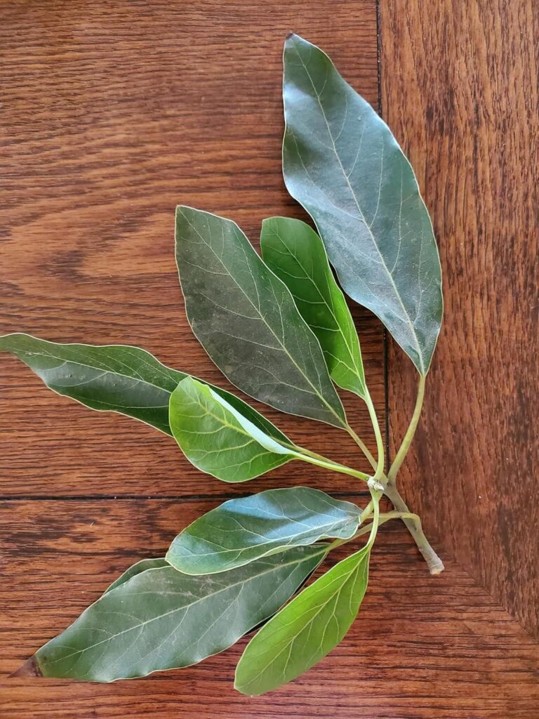 Best Herbal Tea – Fresh Organic Avocado Leaves – Zava Ranch Review