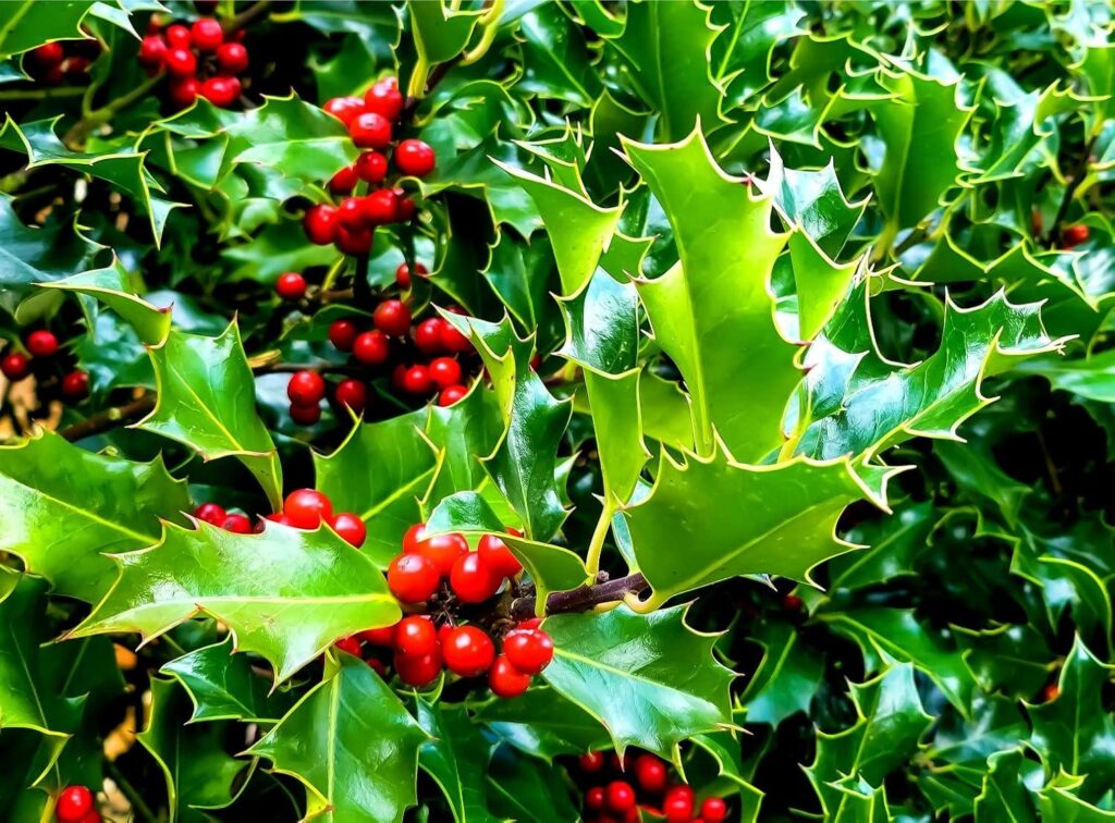 Best Gardening Solution – 30 English Holly Seeds Review