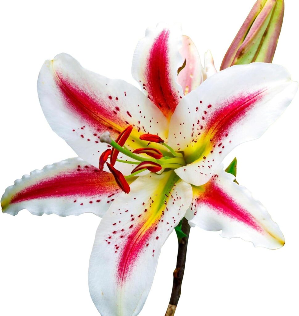 Best Garden Bulbs – Easy to Grow Lilium Oriental Lily ‘Playtime’ Review