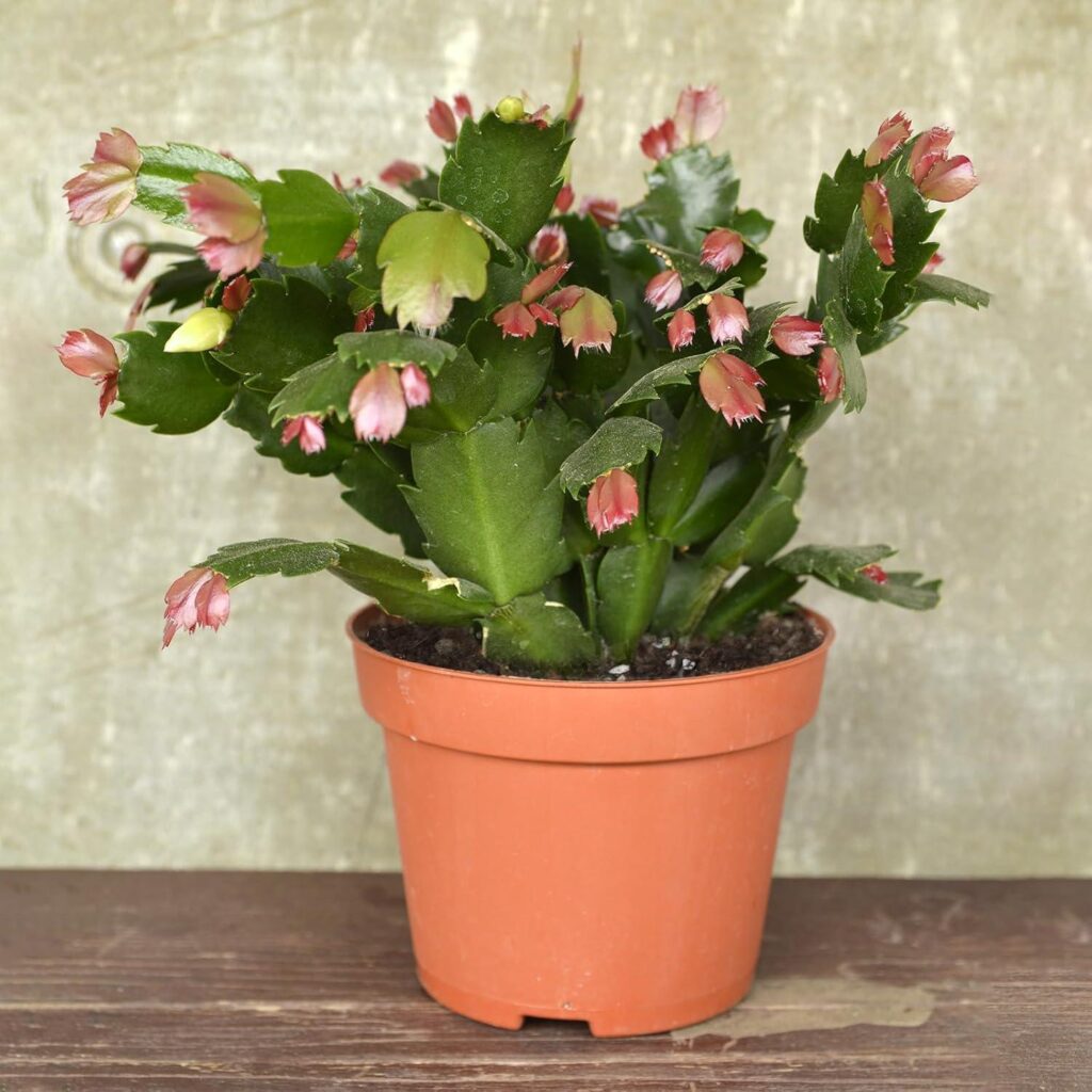 Best Potting Soil – Christmas Cactus Potting Soil Mix 1qt Review