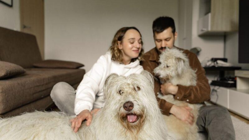 What Are the Best Dogs for a Family-Friendly, Easygoing Pets Kids Will Love