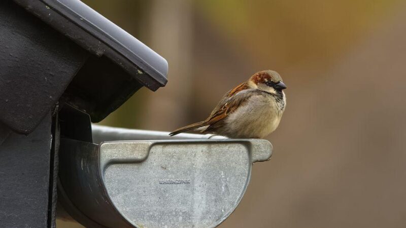What Is the Best Gutter Protector to Keep Your Gutters Clear and Low Maintenance