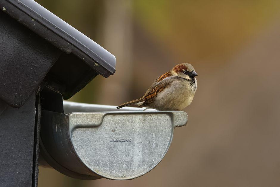 What Is the Best Gutter Protector to Keep Your Gutters Clear and Low Maintenance